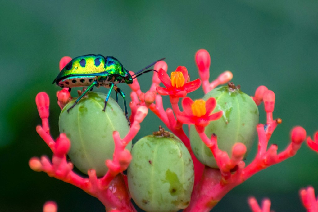 Atlas Celular de la Biodiversidad